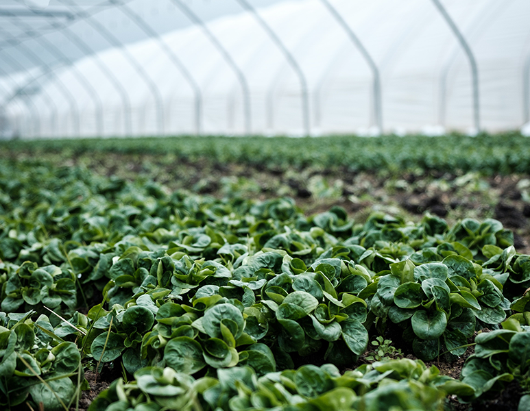 食安溯源体系平台